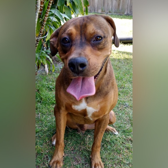 Meet your Posher, Mindy - Picture 3 of 4